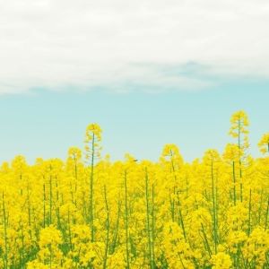 菜の花の画像・青い空も広がる